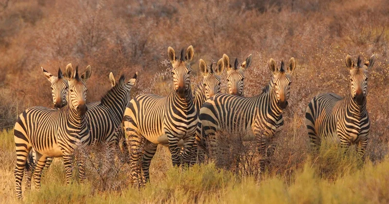 Réserver un safari : saison, budget et logistique