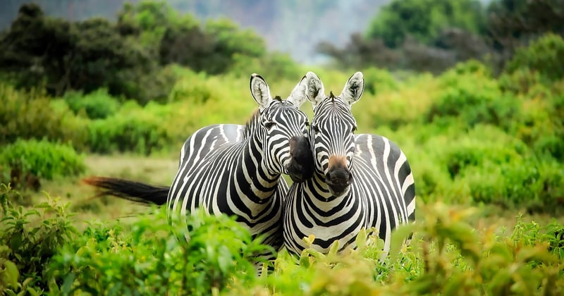 Observer les animaux sauvages : safaris et réserves naturelles