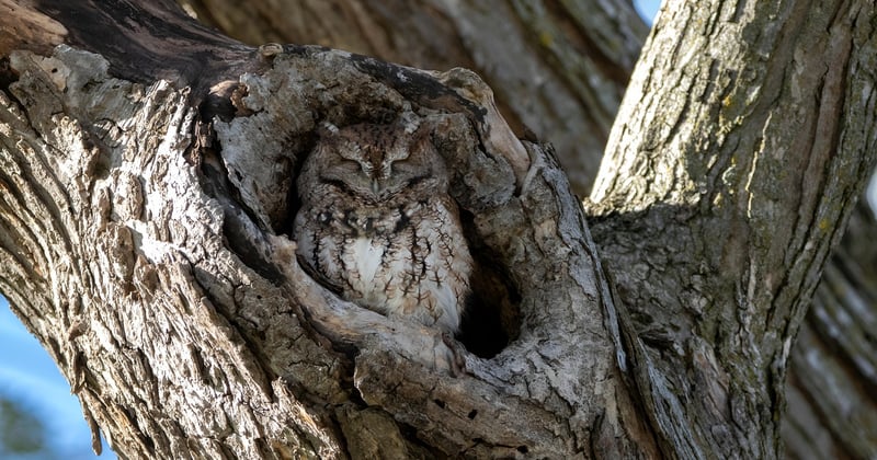 Hôtels insolites en France : dormir dans un arbre ou une cabane