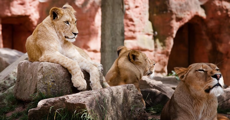 Parc d'attractions en Europe : lequel choisir en famille ?